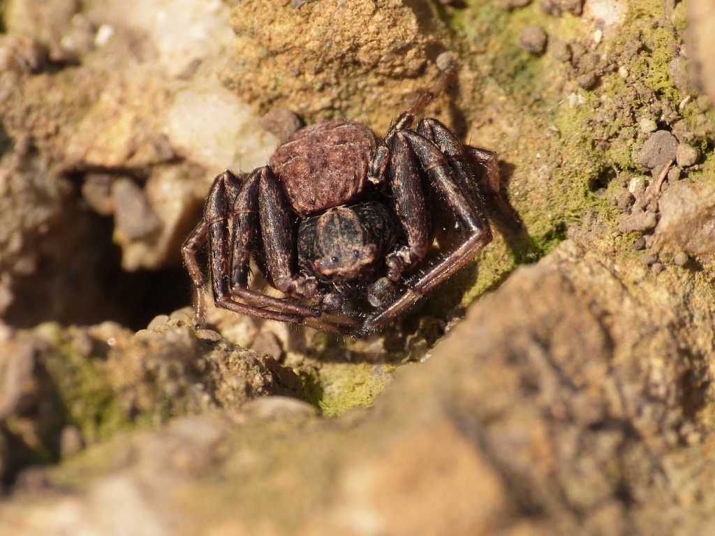 Xysticus o Ozyptila? - Tolfa (RM)